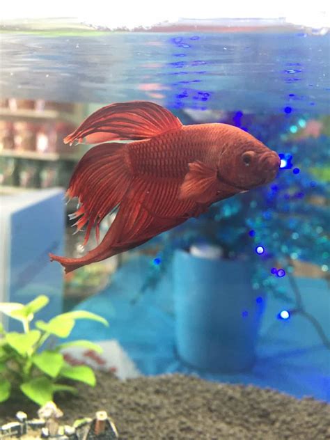 aquatic vet near me|betta fish vet near me.